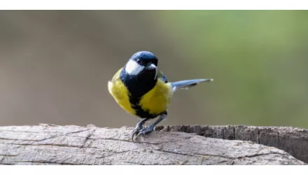 Ragadozó madarakkal óvjuk meg a békés madarakat? Igen!