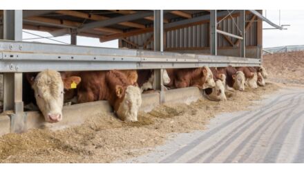 Száj- és körömfájás betegség Magyarországon